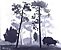 Pinelands